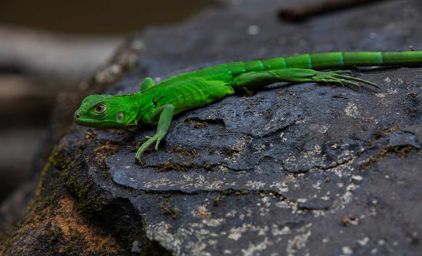 Brasil Lagarto