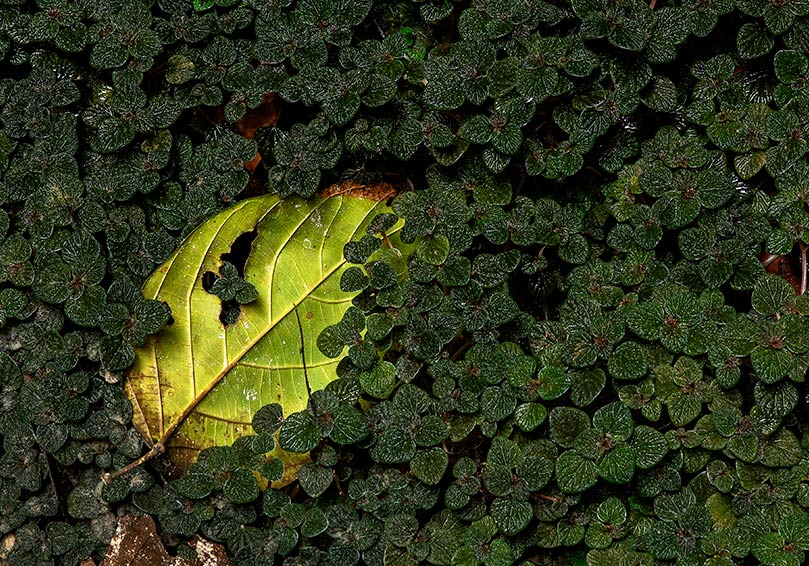 Serra do Divisor National Park